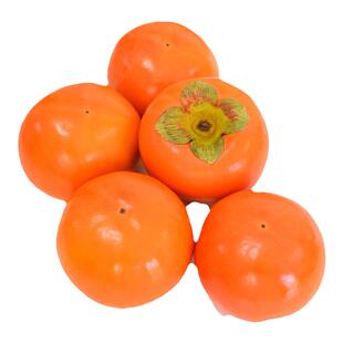 正宗脆甜柿子树果苗盆栽庭院树苗水果树南方北方种植大全柿子苗树