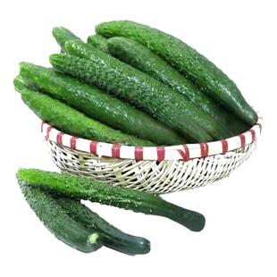 有机刺黄瓜水果黄瓜脆甜鲜嫩山西临猗新鲜现摘蔬菜未经化学侵染