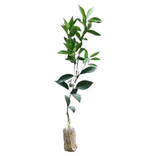 第四代大叶新品滑皮脆皮嫁接金桔苗脆蜜金柑花果同树庭院盆栽地栽