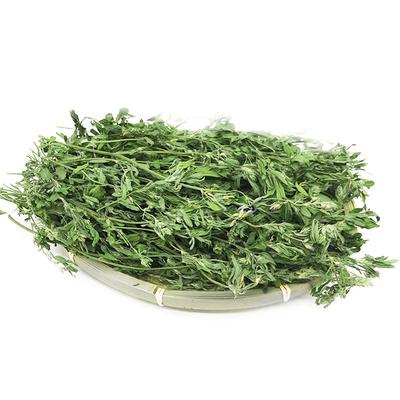 25年紫花苜蓿草兔草龙猫豚鼠牧草