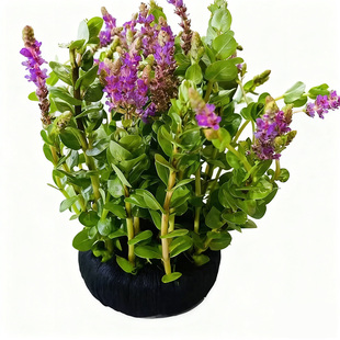 青竹花卉大坨小坨水草盆栽室内桌面鱼缸活体绿植净化水质好养易活