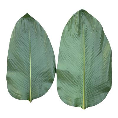 广西新鲜现摘大粽叶精选好叶子