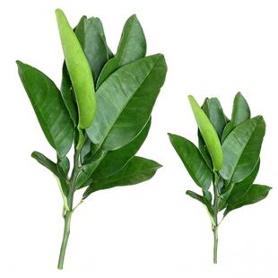 新鲜柚子叶现摘现发乔迁新居出狱洗澡黄皮叶拘留所新年去尘祝福运