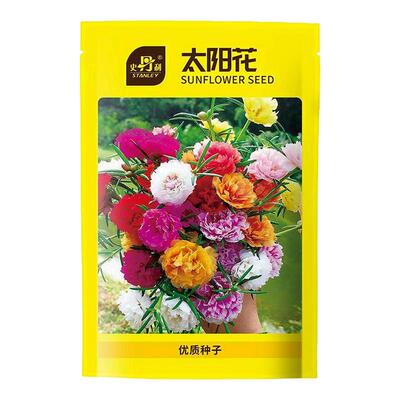 史丹利风铃草种子四季播种开花