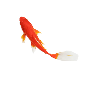 草金鱼纯种凤尾大红小锦鲤打氧淡水观赏鱼苗好养耐活自来水冷水鱼