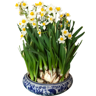 正宗漳州水仙花种球特级大球冬季室内水培植物水养花卉盆栽种子头