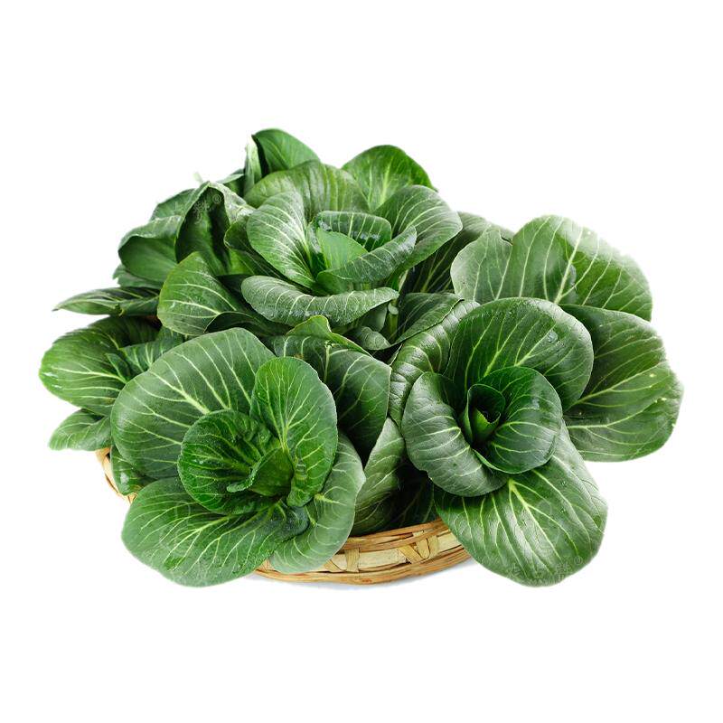 青菜种子大全秋冬耐寒矮脚苏州青籽种小白菜黑叶油菜四季蔬菜种子