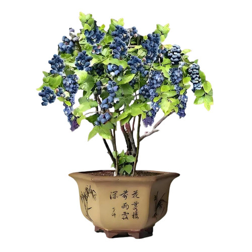 【花香25 蓝莓带花带果 云南果树盆栽花卉四季阳台庭院南北种植物