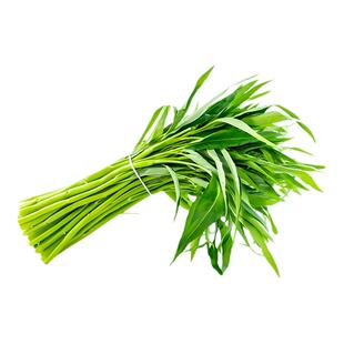 大叶空心菜种子白梗通心菜种籽阳台庭院盆栽四季高产易种蔬菜种孑