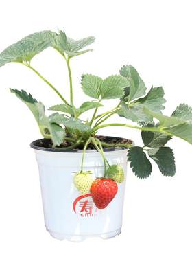 盆栽奶油草莓种籽四季