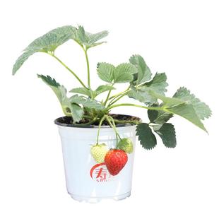 盆栽奶油草莓种籽子四季种子白苗带土带盆新苗籽种食用秧批发草梅