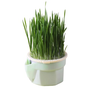 懒人猫草水培盆水培杯种植排毛球化毛草猫草杯猫草盆猫咪零食盆栽