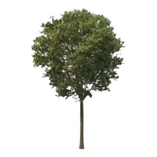 白蜡苗树苗 速生白蜡树苗 对节白蜡小苗 庭院室外种植树绿化苗木