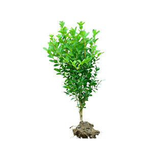 小叶黄杨苗瓜子黄杨球苗庭院篱笆独杆黄杨树苗绿化大叶黄杨冬青苗