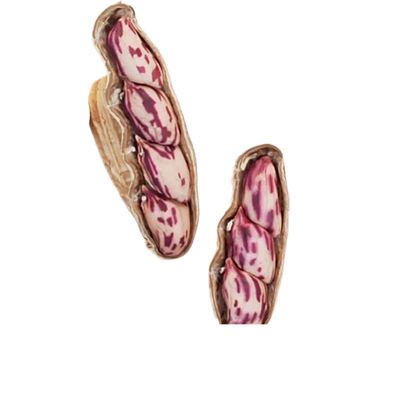 新货七彩花生晒干带壳云南水煮咸干奶油五彩花生米牛奶花生种子