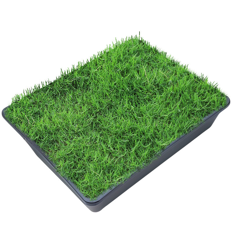 进口蓝标黑麦草种籽多年生草坪草籽四季常青民宿露营绿化工程种子