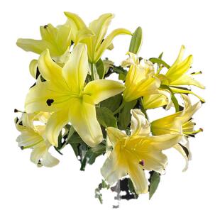 香水百合鲜花云南基地直发新鲜水培插花百合花鲜切花花束客厅装饰