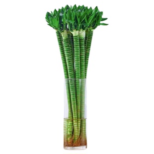 龙竹富贵竹夏季水培植物客厅招财转运室内水养绿植盆栽观音带根须