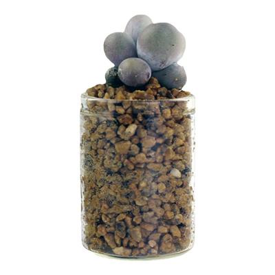 包邮玻璃瓶迷你小花瓶花盆