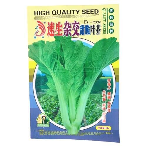速生甜脆叶芥种孑种籽蔬菜种子四季春秋冬季青菜种菜种籽水东芥菜