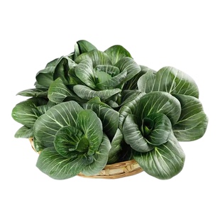 黑叶矮脚苏州青种子黑大头抗寒肉厚青梗菜小油菜种籽四季青菜种子