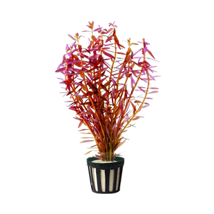 红松尾鱼缸真水草红色水草水族箱造景草中后景有茎类增氧淡水植物