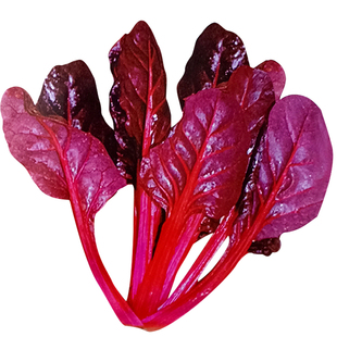 红叶甜菜种子红叶菠菜紫菜头阳台盆栽蔬菜种孑观赏食用菜种籽四季