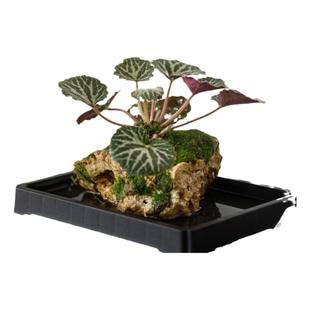 虎耳草吸水石绿植水培植物狼尾蕨盆栽懒人好养耐阴镜面草菖蒲盆景