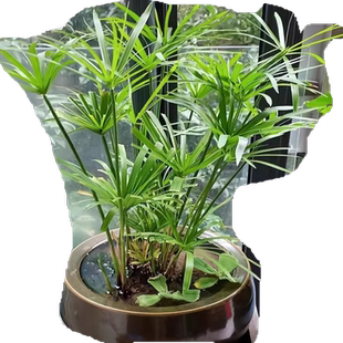 水生植物水竹鱼池水道绿化风车草水草苗水养花卉绿植庭院旱伞草苗