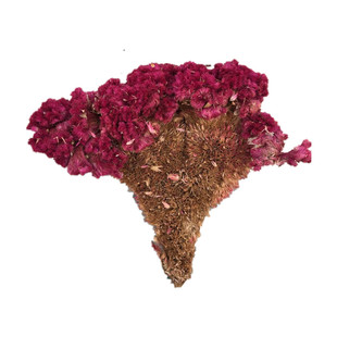 鸡冠花中药材 干货 红鸡冠干花 白鸡公花 鸡髻花 鸡冠头500克包邮