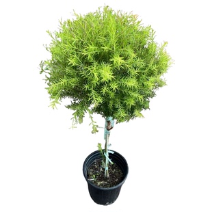 黄金香柳蛋糕烘焙装饰黄金柳芽盆栽新鲜耐热庭院花镜植物棒棒糖