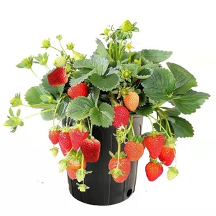 草莓苗四季结果阳台盆栽好养易活奶油草莓带果南北方种植新苗秧苗
