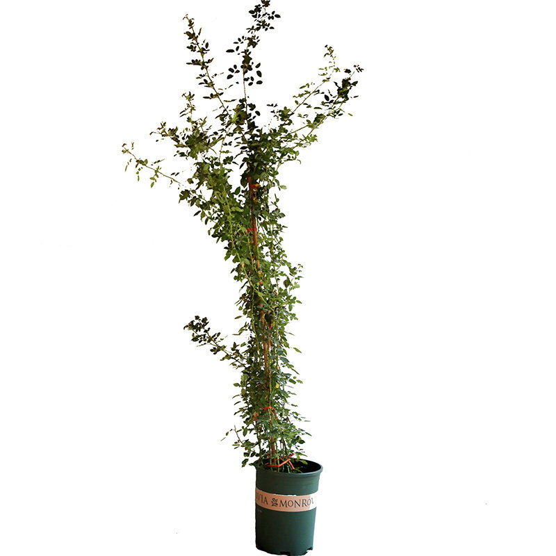 【2米大苗】蔷薇花苗藤本月季大花苗浓香爬藤植物庭院盆栽玫瑰花