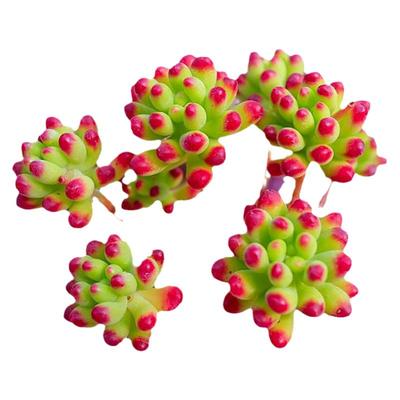 多肉植物果冻乙女心名贵货好养