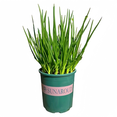 正宗小香葱种子四季播种香味十足