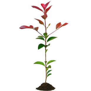 彩叶庭院篱笆植物红叶石楠树苗绿化工程苗木红叶石楠球形耐寒耐阴