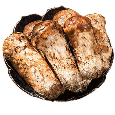 现货速发香格里拉纯野生新鲜松茸