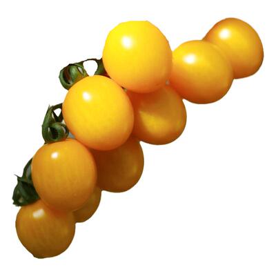 黄色口感椭圆番茄种子四季