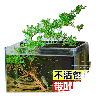 水杨梅植物老桩矮绿植水培原生缸室内室外飘枝鱼缸微造景溪流过滤