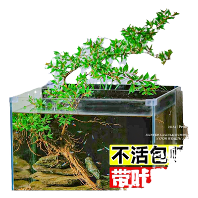 水杨梅植物老桩矮绿植水培原生缸