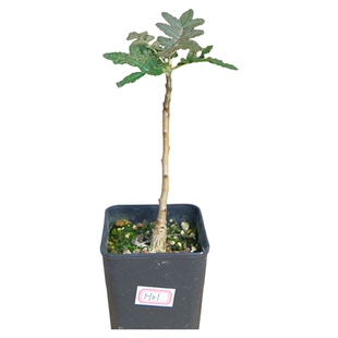 桑哈乳香 Boswellia samhaensis 籽播实生 一物一拍 树脂味香甜