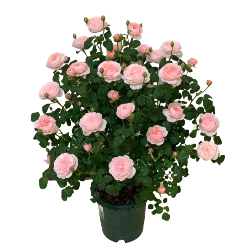 蔷薇花苗爬藤四季花卉庭院藤本月季花苗大花爬墙植物盆栽玫瑰花苗