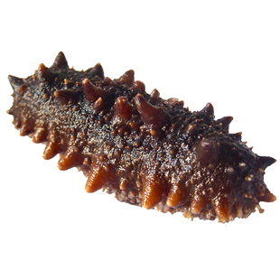 即食海参500g速冻去沙嘴刺参底播顺丰包邮山东烟台特产山盟海市