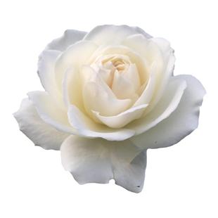 海蒂的花园月季花苗直立冰山欧月花量大勤花阳台庭院木本花卉盆栽