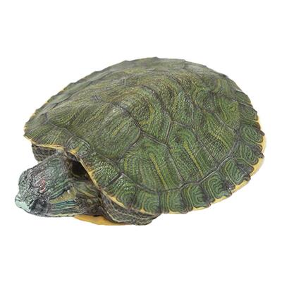 宠物龟活物小彩龟 水龟活物红耳龟巴西龟活物小乌龟苗观赏龟活体