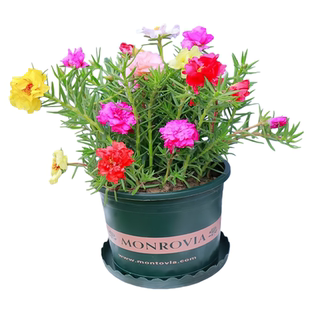 太阳花花苗带根带土带花苞重瓣花卉室外新品进口盆栽老桩绿植盆景