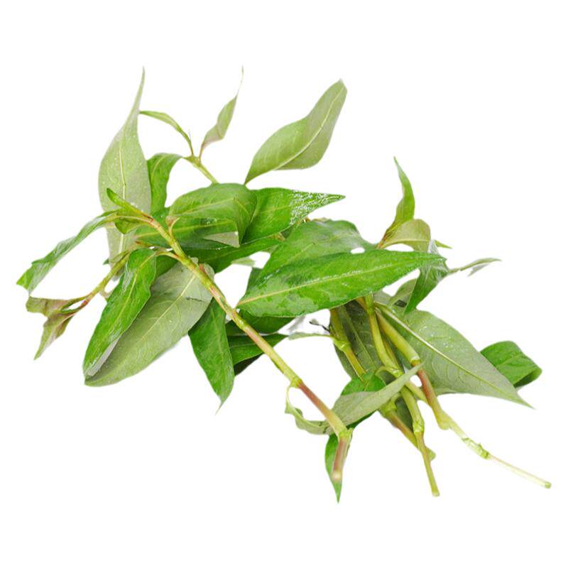 香柳叶新鲜叻沙叶香料菜拉萨叶拉莎叶鱼生香菜调味调料火锅配菜