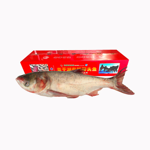 中国查干湖有机胖头鱼25斤1条源头直供活冻锁鲜顺丰包邮
