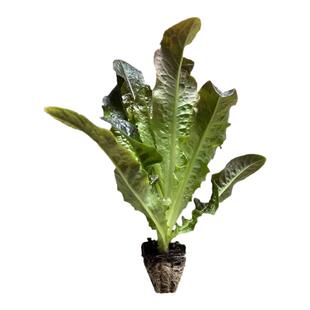 耐寒红莴笋苗秧带土球四季种植莴笋苗种籽香脆蔬菜苗红皮莴苣苗秧