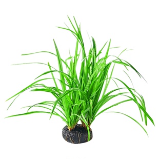 泰国水剑坨草溪流缸南美鱼缸造景水草植物后景阴性阿根廷九冠淡水